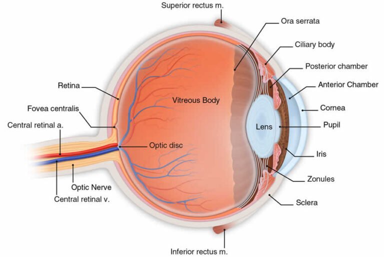 Ayurvedic Treatment of Diabetic Retinopathy is the Best way to Get the Permanent Cure.